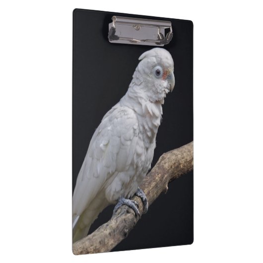 Goffin's Kaketoe Klembord (Rechts)