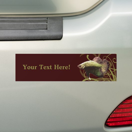 Gold Betta Siamese gevechtsvis Bumpersticker (Op auto)