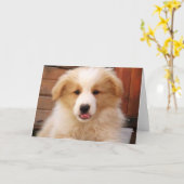 Gold Border Collie Pup~Notecard Kaart (Gele Bloem)