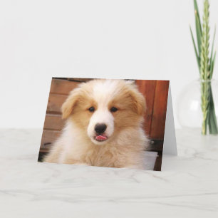 Gold Border Collie Pup~Notecard Kaart