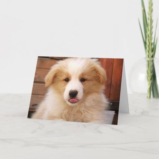 Gold Border Collie Pup~Notecard Kaart (Voorkant)