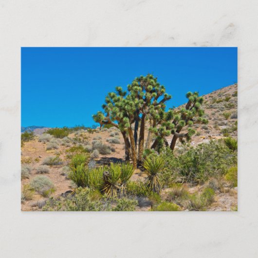 Gold Butte National Monument Briefkaart (Voorkant)