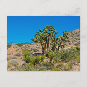 Gold Butte National Monument Briefkaart