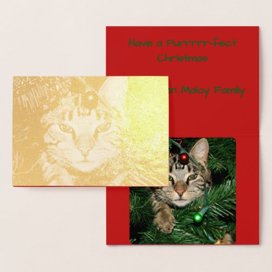 Gold Cat in Tree Fun Spint perfect kerstfeest Folie Kaarten (Display)