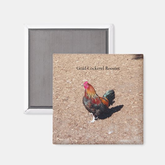 Gold Cockerel Rooster magnet (Voorkant / Achterkant)