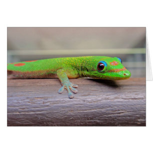Gold Dust Day Gecko