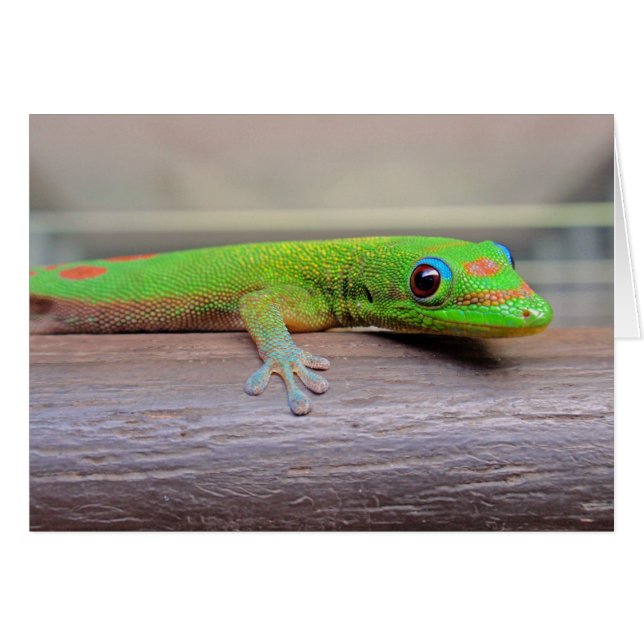 Gold Dust Day Gecko (Voorkant Horizontaal)