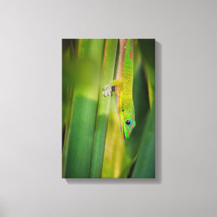 Gold Dust Day Gecko 2 Canvas Afdruk