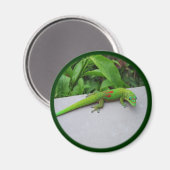 Gold Dust Day Gecko - Auditie en krijg wat Gecko Magneet (Voorkant / Achterkant)