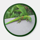 Gold Dust Day Gecko - Auditie en krijg wat Gecko Magneet (Voorkant)