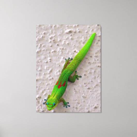 Gold Dust Day Gecko Canvas Afdruk (Voorkant)