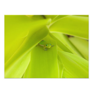 Gold Dust Day Gecko Foto Afdruk