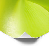 Gold Dust Day Gecko Foto Afdruk (Hoek)