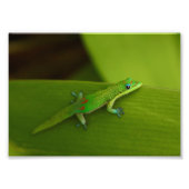 Gold Dust Day Gecko Foto Afdruk (Voorkant)