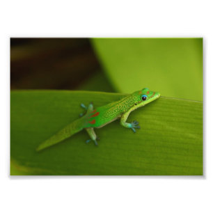 Gold Dust Day Gecko Foto Afdruk
