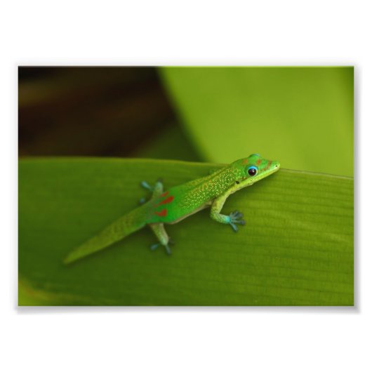 Gold Dust Day Gecko Foto Afdruk (Voorkant)
