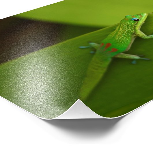 Gold Dust Day Gecko Foto Afdruk (Hoek)