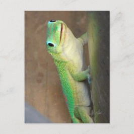Gold Dust Day Gecko Foto Briefkaart