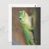 Gold Dust Day Gecko Foto  Briefkaart (Voorkant / Achterkant)