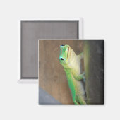 Gold Dust Day Gecko Foto Magneet (Voorkant / Achterkant)
