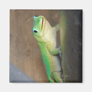 Gold Dust Day Gecko Foto Magneet