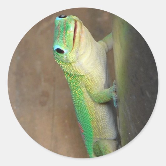 Gold Dust Day Gecko Foto Ronde Sticker (Voorkant)