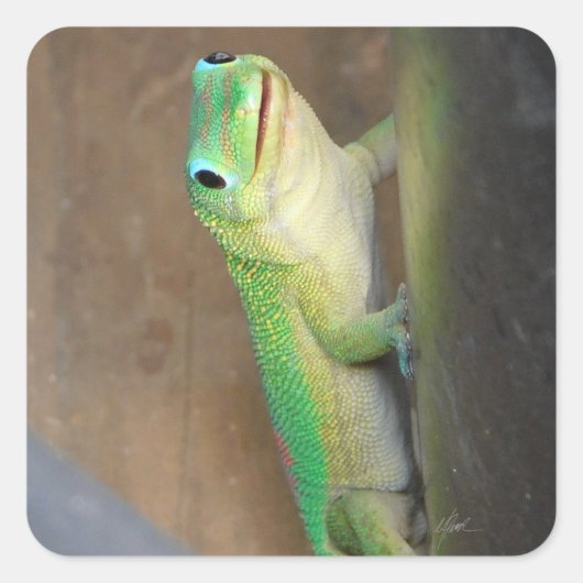 Gold Dust Day Gecko Foto Vierkante Sticker (Voorkant)