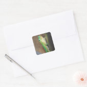 Gold Dust Day Gecko Foto Vierkante Sticker (Envelop)