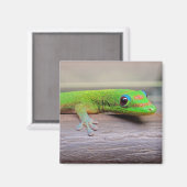 Gold Dust Day Gecko Magneet (Voorkant / Achterkant)