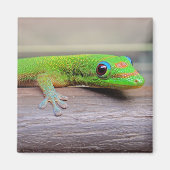 Gold Dust Day Gecko Magneet (Voorkant)