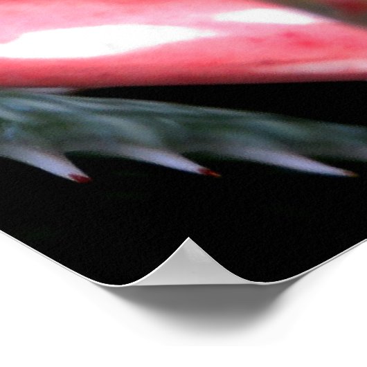 Gold Dust Day Gecko Poster (Hoek)