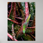 Gold Dust Day Gecko Poster (Voorkant)