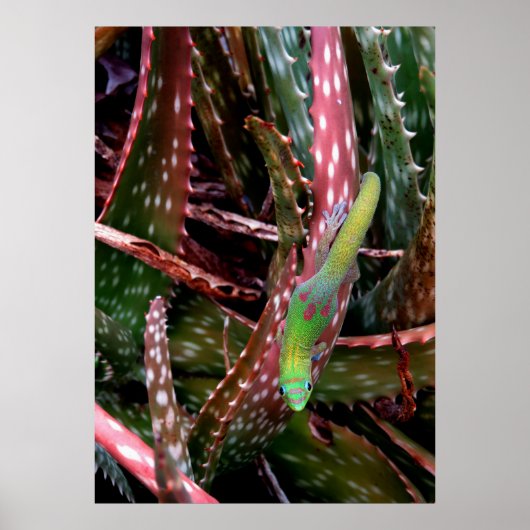 Gold Dust Day Gecko Poster (Voorkant)