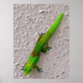 Gold Dust Day Gecko Poster (Voorkant)