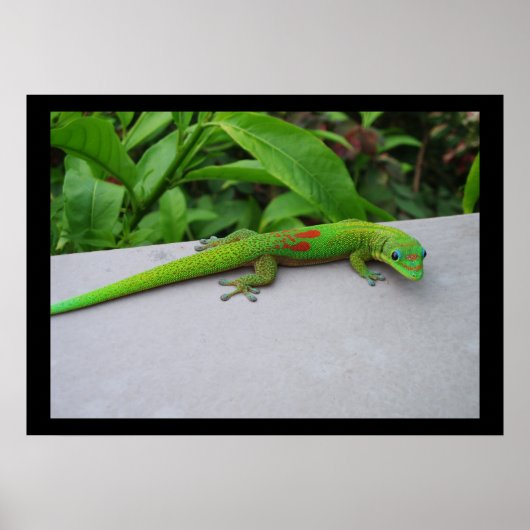 Gold Dust Day Gecko Poster (Voorkant)