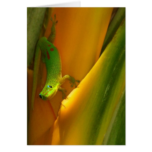 Gold Dust Gecko (Voorkant)