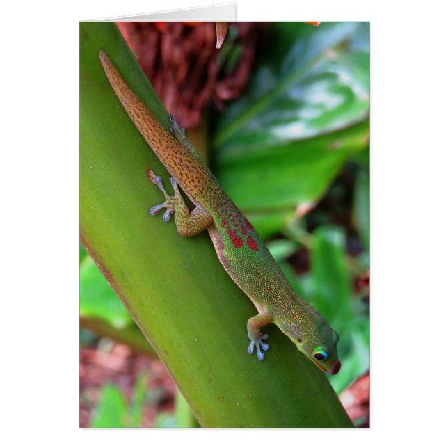 Gold Dust Gecko (Voorkant)