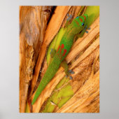 Gold Dust Gecko Poster (Voorkant)