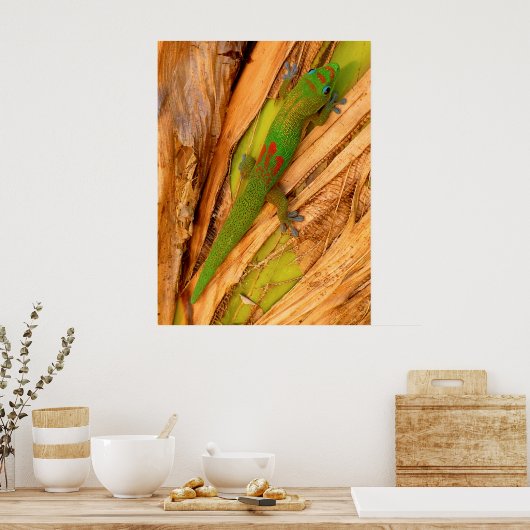 Gold Dust Gecko Poster (Keuken)