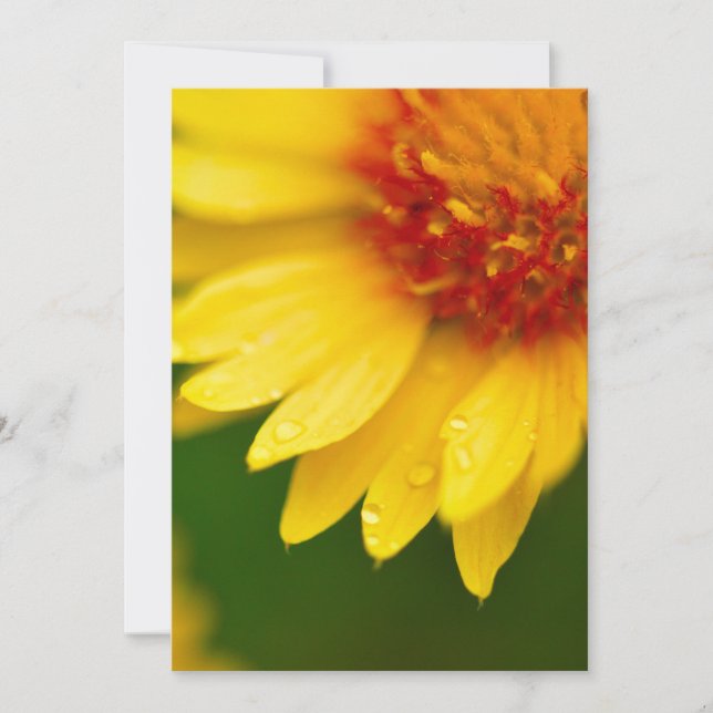 Gold- en rood-ventilatorontwerp (Voorkant)