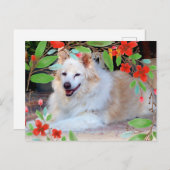 Gold en White Collie Mix Dog met Flowers Briefkaart (Voorkant / Achterkant)