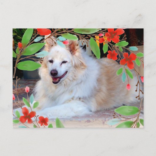 Gold en White Collie Mix Dog met Flowers Briefkaart (Voorkant)