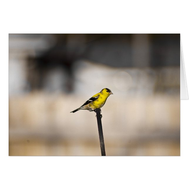 Gold Finch-kaart (Voorkant Horizontaal)