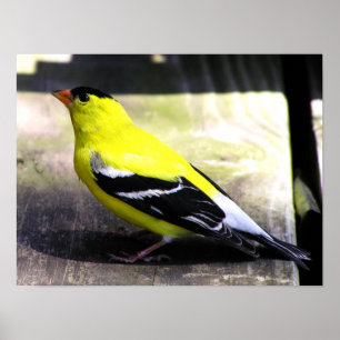 Gold Finch Poster / afdrukken