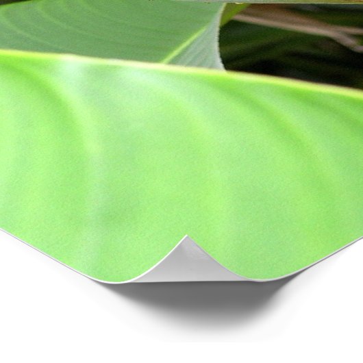 Gold Heliconia Poster (Hoek)