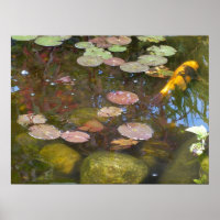 Gold Koi in Lily-vijver