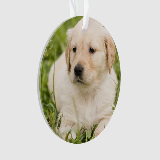Gold Lab Puppy aanpasbaar kerstfeest Ornament (voorkant)