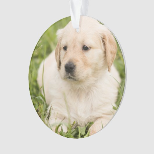 Gold Lab Puppy aanpasbaar kerstfeest Ornament (voorkant)