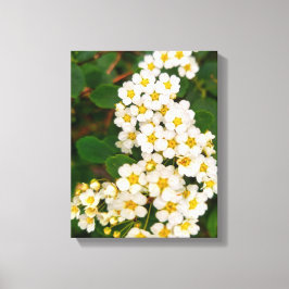 Gold-leaf Spirea Canvas Afdruk