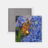 Gold op Blue: Honeybee op de Californische Lila Magneet (Voorkant / Achterkant)